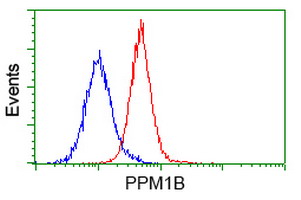 PPM1B Antibody - Flow cytometry of HeLa cells, using anti-PPM1B antibody (Red), compared to a nonspecific negative control antibody (Blue).
