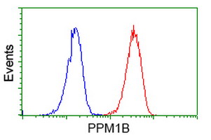 PPM1B Antibody - Flow cytometry of Jurkat cells, using anti-PPM1B antibody (Red), compared to a nonspecific negative control antibody (Blue).