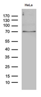 PPM1D / WIP1 Antibody - Western blot analysis of extracts. (35ug) from HELA cell lines by using anti-PPM1D monoclonal antibody. (1:500)