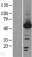 PPM1F Protein - Western validation with an anti-DDK antibody * L: Control HEK293 lysate R: Over-expression lysate
