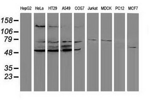 PPM1G Antibody - Western blot of extracts (35 ug) from 9 different cell lines by using anti-PPM1G monoclonal antibody (HepG2: human; HeLa: human; SVT2: mouse; A549: human; COS7: monkey; Jurkat: human; MDCK: canine; PC12: rat; MCF7: human).