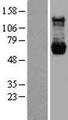 PPM1G Protein - Western validation with an anti-DDK antibody * L: Control HEK293 lysate R: Over-expression lysate