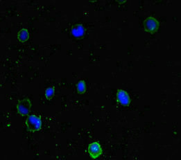 PPM1H Antibody - Immunofluorescent analysis of MCF7 cells diluted at 1:100 and Alexa Fluor 488-congugated AffiniPure Goat Anti-Rabbit IgG(H+L)