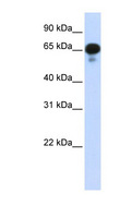 PPM1J Antibody - PPM1J antibody Western blot of Transfected 293T cell lysate. This image was taken for the unconjugated form of this product. Other forms have not been tested.