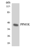 PPM1K Antibody - Western blot analysis of the lysates from HeLa cells using PPM1K antibody.