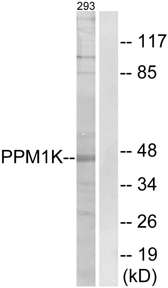 PPM1K Antibody - Western blot analysis of lysates from 293 cells, using PPM1K Antibody. The lane on the right is blocked with the synthesized peptide.