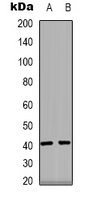 PPM1K Antibody - Western blot analysis of PPM1K expression in HEK293T (A); human heart (B) whole cell lysates.