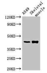 PPM1K Antibody - Western Blot Positive WB detected in: A549 whole cell lysate, Mouse skeletal muscle tissue All lanes: PPM1K antibody at 2.7µg/ml Secondary Goat polyclonal to rabbit IgG at 1/50000 dilution Predicted band size: 41, 26, 17 kDa Observed band size: 41 kDa