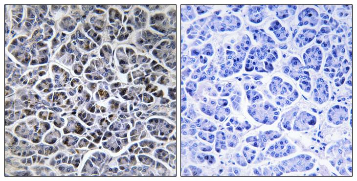 PPM1K Antibody - Peptide - + Immunohistochemistry analysis of paraffin-embedded human pancreas tissue using PPM1K antibody.