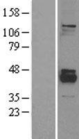 PPM1K Protein - Western validation with an anti-DDK antibody * L: Control HEK293 lysate R: Over-expression lysate