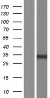 PPM1M Protein - Western validation with an anti-DDK antibody * L: Control HEK293 lysate R: Over-expression lysate