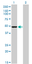 PPOX Antibody - Western blot of PPOX expression in transfected 293T cell line by PPOX monoclonal antibody (M01), clone 2F10.