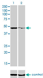PPOX Antibody - Western blot of PPOX over-expressed 293 cell line, cotransfected with PPOX Validated Chimera RNAi (Lane 2) or non-transfected control (Lane 1). Blot probed with PPOX monoclonal antibody, clone 2F10. GAPDH ( 36.1 kD ) used as specificity a.