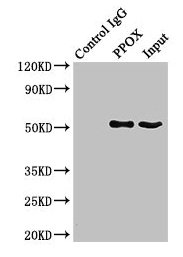 PPOX Antibody - Immunoprecipitating PPOX in HepG2 whole cell lysate Lane 1: Rabbit control IgG (1µg) instead of PPOX Antibody in HepG2 whole cell lysate.For western blotting, a HRP-conjugated Protein G antibody was used as the secondary antibody (1/2000) Lane 2: PPOX Antibody (8µg) + HepG2 whole cell lysate (500µg) Lane 3: HepG2 whole cell lysate (10µg)