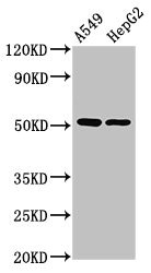 PPOX Antibody - Western Blot Positive WB detected in: A549 whole cell lysate, HepG2 whole cell lysate All lanes: PPOX antibody at 2.5µg/ml Secondary Goat polyclonal to rabbit IgG at 1/50000 dilution Predicted band size: 51 kDa Observed band size: 51 kDa