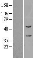 PPOX Protein - Western validation with an anti-DDK antibody * L: Control HEK293 lysate R: Over-expression lysate