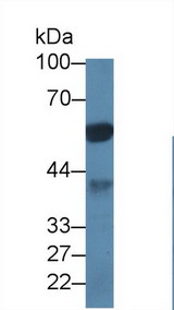 PPP1CA / PP1-Alpha Antibody - Western Blot; Sample: Porcine Cerebrum lysate; Primary Ab: 1µg/ml Rabbit Anti-Human PPP1Ca Antibody Second Ab: 0.2µg/mL HRP-Linked Caprine Anti-Rabbit IgG Polyclonal Antibody