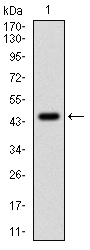 PPP1CA / PP1-Alpha Antibody - Western blot using PPP1CA monoclonal antibody against human PPP1CA (AA: 174-330) recombinant protein. (Expected MW is 38 kDa)