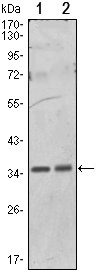 PPP1CA / PP1-Alpha Antibody - Western blot using PPP1A mouse monoclonal antibody against HeLa (1) and NIH/3T3 (2) cell lysate.