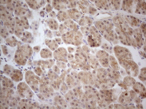 PPP1CA / PP1-Alpha Antibody - Immunohistochemical staining of paraffin-embedded Human pancreas tissue using anti-PPP1CA mouse monoclonal antibody. (Heat-induced epitope retrieval by 1mM EDTA in 10mM Tris buffer. (pH8.5) at 120°C for 3 min. (1:150)
