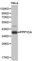 PPP1CA / PP1-Alpha Antibody - Western blot of extracts of HeLa cell line, using PPP1CA antibody.