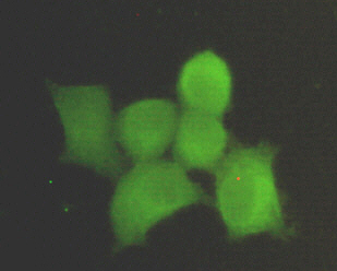 PPP1CA / PP1-Alpha Antibody - Immunocytochemistry stain of HeLa using PPP1A mouse monoclonal antibody (1:300).
