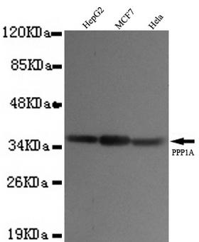 PPP1CA / PP1-Alpha Antibody - Western blot detection of PPP1A in HepG2, MCF7 and HeLa cell lysates using PPP1A mouse monoclonal antibody (1:1000 dilution). Predicted band size: 37KDa. Observed band size:37KDa.