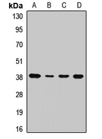 PPP1CA / PP1-Alpha Antibody
