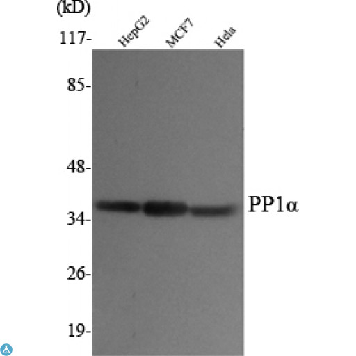 PPP1CA / PP1-Alpha Antibody - Western Blot (WB) analysis using PP1alpha Monoclonal Antibody against HepG2, MCF7, HeLa cell lysate.