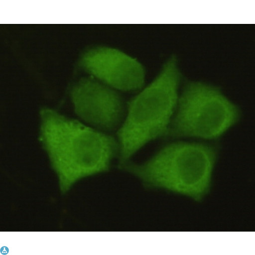 PPP1CA / PP1-Alpha Antibody - Immunofluorescence (IF) analysis of HeLa cells using PP1alpha Monoclonal Antibody.