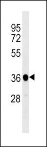 PPP1CB Antibody - XENLA ppp1cb Antibody western blot of U251 cell line lysates (35 ug/lane). The XENLA ppp1cb antibody detected the XENLA ppp1cb protein (arrow).