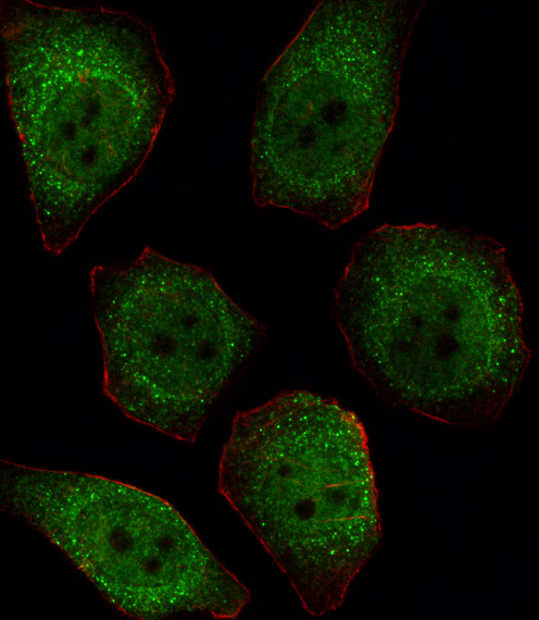 PPP1CB Antibody - Fluorescent image of U251 cell stained with PPP1CB Antibody. U251 cells were fixed with 4% PFA (20 min), permeabilized with Triton X-100 (0.1%, 10 min), then incubated with PPP1CB primary antibody (1:25, 1 h at 37°C). For secondary antibody, Alexa Fluor 488 conjugated donkey anti-rabbit antibody (green) was used (1:400, 50 min at 37°C). Cytoplasmic actin was counterstained with Alexa Fluor 555 (red) conjugated Phalloidin (7units/ml, 1 h at 37°C). PPP1CB immunoreactivity is localized to Cytoplasm and Nucleus significantly.