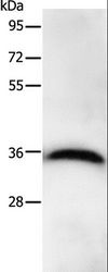 PPP1CB Antibody - Western blot analysis of HeLa cell, using PPP1CB Polyclonal Antibody at dilution of 1:450.
