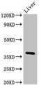 PPP1CB Antibody - Western Blot Positive WB detected in:Rat liver tissue All Lanes:Ppp1cb antibody at 3µg/ml Secondary Goat polyclonal to rabbit IgG at 1/50000 dilution Predicted band size: 38 KDa Observed band size: 38 KDa