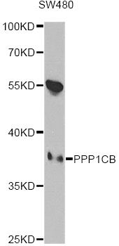 PPP1CB Antibody - Western blot analysis of extracts of SW480 cells, using PPP1CB antibody at 1:1000 dilution. The secondary antibody used was an HRP Goat Anti-Rabbit IgG (H+L) at 1:10000 dilution. Lysates were loaded 25ug per lane and 3% nonfat dry milk in TBST was used for blocking.