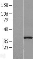 PPP1CB Protein - Western validation with an anti-DDK antibody * L: Control HEK293 lysate R: Over-expression lysate