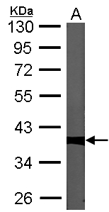 PPP1CC / PP1 Gamma Antibody - Sample (30 ug of whole cell lysate). A: NIH-3T3 10% SDS PAGE. PP1 gamma / PPP1CC antibody diluted at 1:1000.