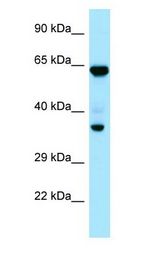 PPP1CC / PP1 Gamma Antibody - PPP1CC / PP1 Gamma antibody Western Blot of HeLa.  This image was taken for the unconjugated form of this product. Other forms have not been tested.