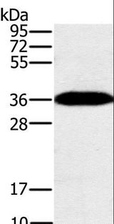 PPP1CC / PP1 Gamma Antibody - Western blot analysis of Mouse brain tissue, using PPP1CC Polyclonal Antibody at dilution of 1:200.