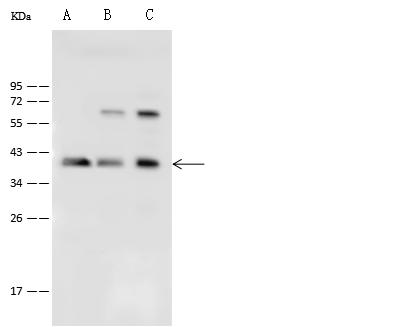 PPP1CC / PP1 Gamma Antibody - Anti-PPP1CC rabbit polyclonal antibody at 1:500 dilution. Lane A: 293T Whole Cell Lysate. Lane B: HepG2 Whole Cell Lysate. Lane C: HeLa Whole Cell Lysate. Lysates/proteins at 30 ug per lane. Secondary: Goat Anti-Rabbit IgG (H+L)/HRP at 1/10000 dilution. Developed using the ECL technique. Performed under reducing conditions. Predicted band size: 37 kDa. Observed band size: 37 kDa.