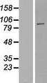 PPP1R10 / PNUTS Protein - Western validation with an anti-DDK antibody * L: Control HEK293 lysate R: Over-expression lysate