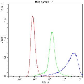 PPP1R12A / MYPT1 Antibody - Flow Cytometry analysis of Hela cells using anti-PPP1R12A antibody. Overlay histogram showing Hela cells stained with anti-PPP1R12A antibody (Blue line). The cells were blocked with 10% normal goat serum. And then incubated with rabbit anti-PPP1R12A Antibody (1µg/10E6 cells) for 30 min at 20°C. DyLight®488 conjugated goat anti-rabbit IgG (5-10µg/10E6 cells) was used as secondary antibody for 30 minutes at 20°C. Isotype control antibody (Green line) was rabbit IgG (1µg/10E6 cells) used under the same conditions. Unlabelled sample (Red line) was also used as a control.