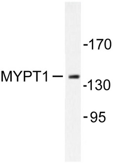 PPP1R12A / MYPT1 Antibody - Western blot of MYPT1 (R690) pAb in extracts from COS7 cells.