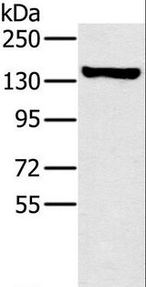 PPP1R12A / MYPT1 Antibody - Western blot analysis of A172 cell, using PPP1R12A Polyclonal Antibody at dilution of 1:450.
