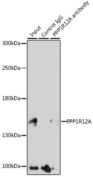 PPP1R12A / MYPT1 Antibody - Immunoprecipitation analysis of 200ug extracts of HeLa cells, using 3 ug PPP1R12A antibody. Western blot was performed from the immunoprecipitate using PPP1R12A antibody at a dilition of 1:1000.