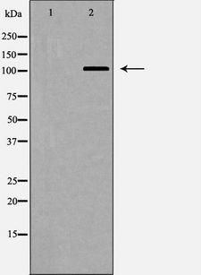 PPP1R12A / MYPT1 Antibody - Western blot analysis of MYPT1 expression in NIH-3T3 cells extract. The lane on the left is treated with the antigen-specific peptide.
