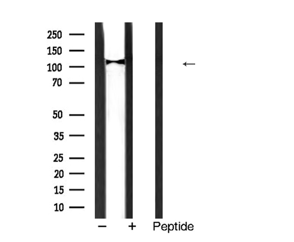 PPP1R12A / MYPT1 Antibody - Western blot analysis of MYPT1 expression in mouse brain tissue extract.