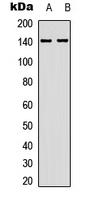 PPP1R12A / MYPT1 Antibody - Western blot analysis of MYPT1 (pT853) expression in HEK293T (A); NIH-3T3 (B) whole cell lysates.