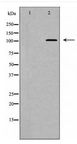 PPP1R12A / MYPT1 Antibody - Western blot of MYPT1 (Phospho-Thr853) expression in NIH/3T3 cell extract