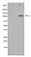 PPP1R12A / MYPT1 Antibody - Western blot of MYPT1 (Phospho-Thr853) expression in NIH/3T3 cell extract